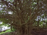 An elderly villager sharing stories under a large banyan tree with attentive listeners.