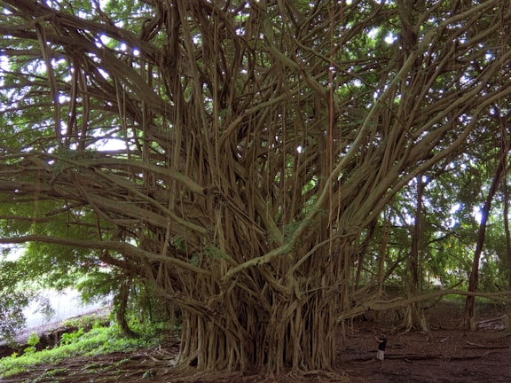 An elderly villager sharing stories under a large banyan tree with attentive listeners.