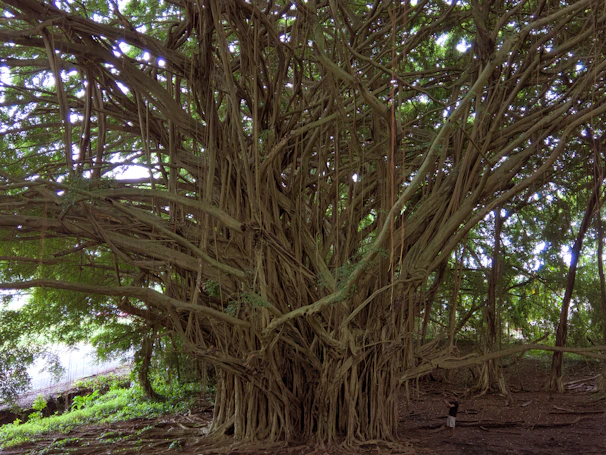 Elders sharing stories under a large banyan tree, symbolizing the passing of wisdom across generations.