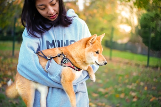 A person wearing a blue hoodie is holding a Shiba Inu dog in their arms. The background features a blurred green outdoor setting with trees and grass, suggesting a park or garden. The dog appears calm, looking sideways.