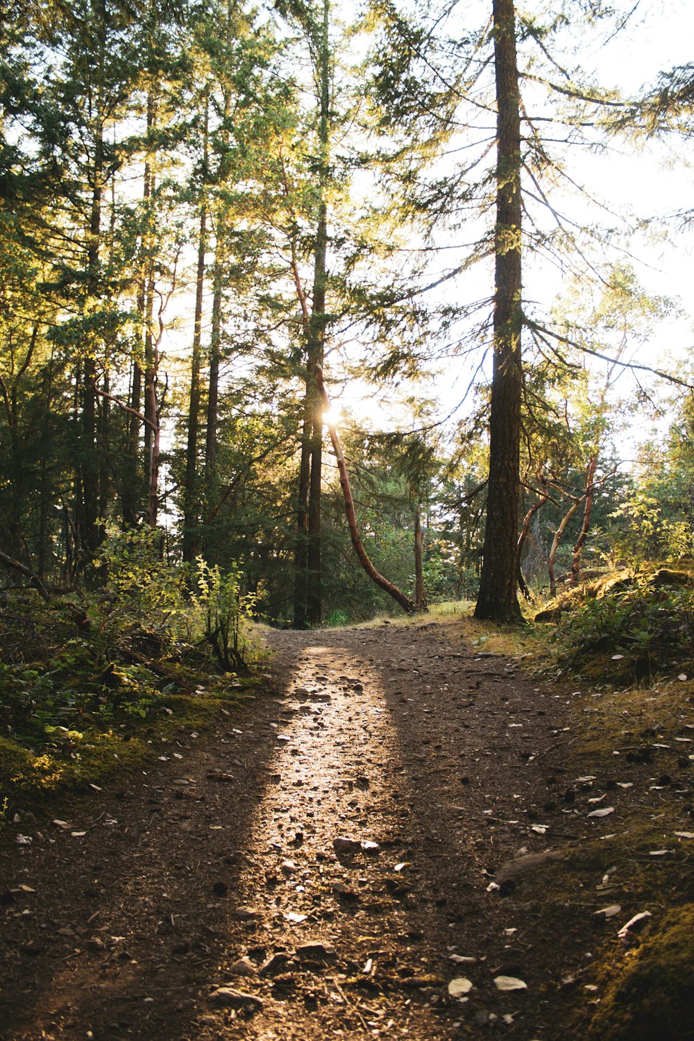 trees between dirt path during daytime