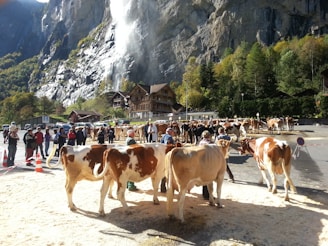A herd of cows is gathered in a village setting with people standing around, possibly as part of an event or festival. In the background, a waterfall cascades down a steep rocky cliff surrounded by lush green foliage. Traditional alpine-style buildings are visible near the base of the cliff.