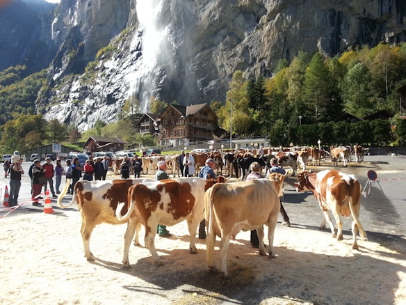 A herd of cows is gathered in a village setting with people standing around, possibly as part of an event or festival. In the background, a waterfall cascades down a steep rocky cliff surrounded by lush green foliage. Traditional alpine-style buildings are visible near the base of the cliff.