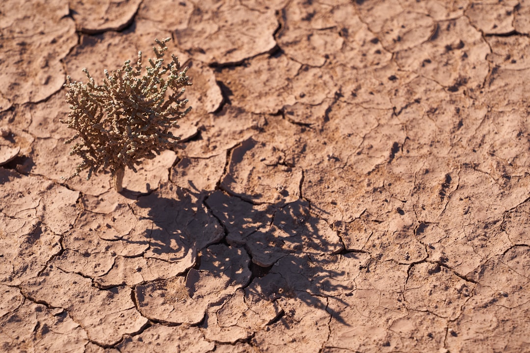plant on the desert photography