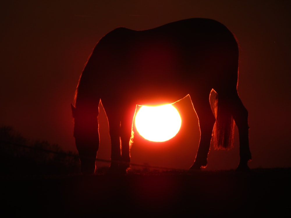 horse during sunset