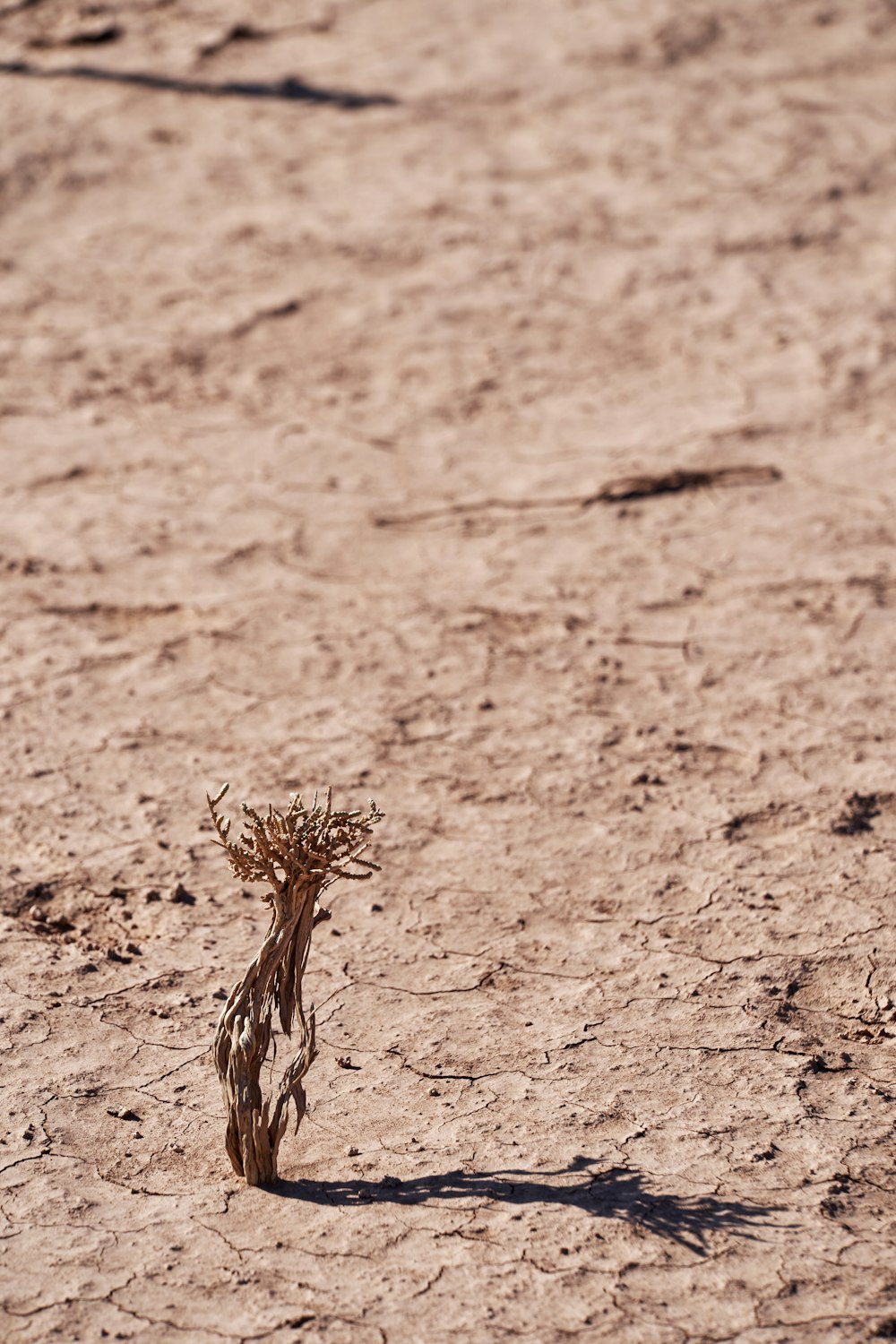 brown grass on focus photo