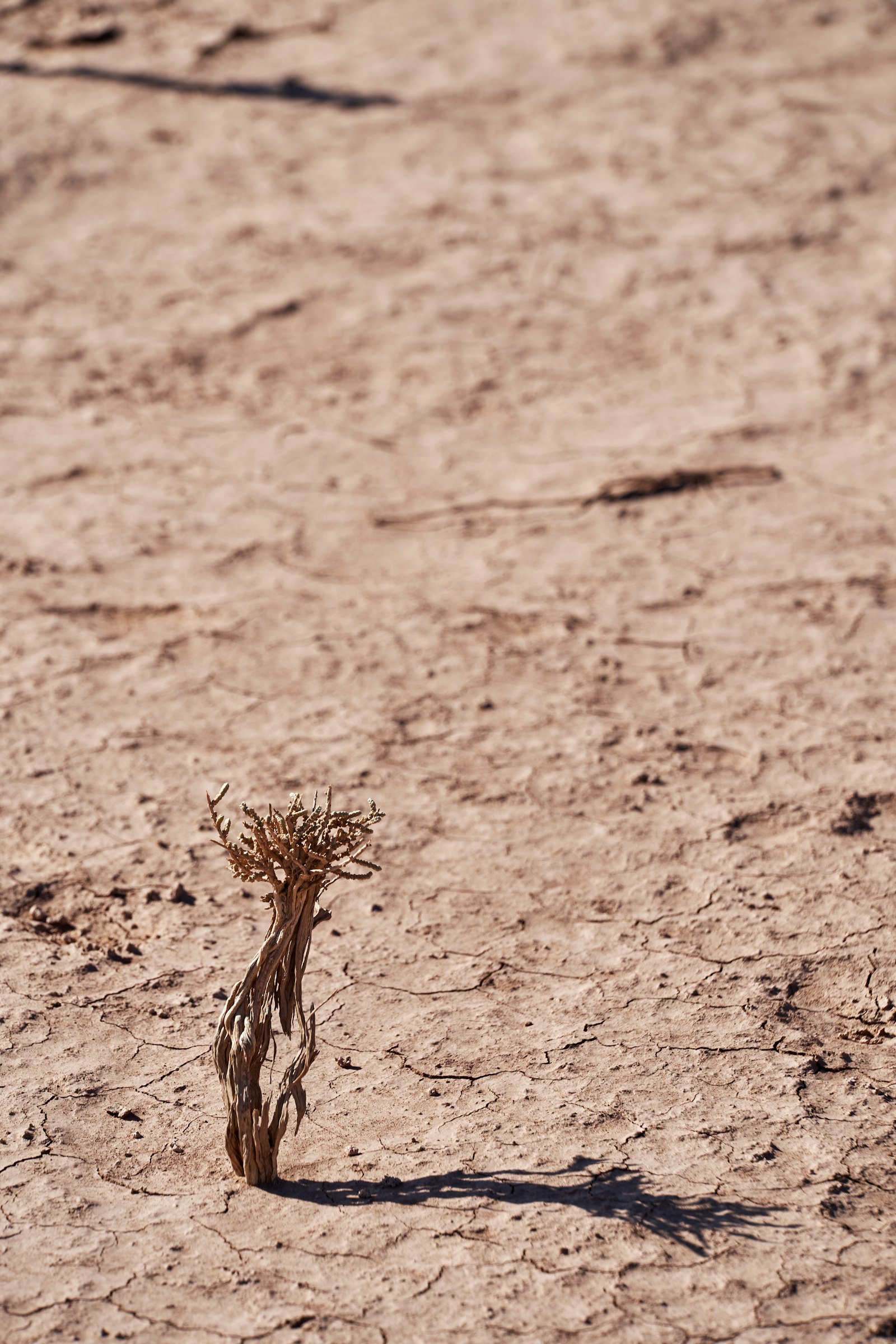 Sony FE 70-300mm F4.5-5.6 G OSS sample photo. Brown grass on focus photography