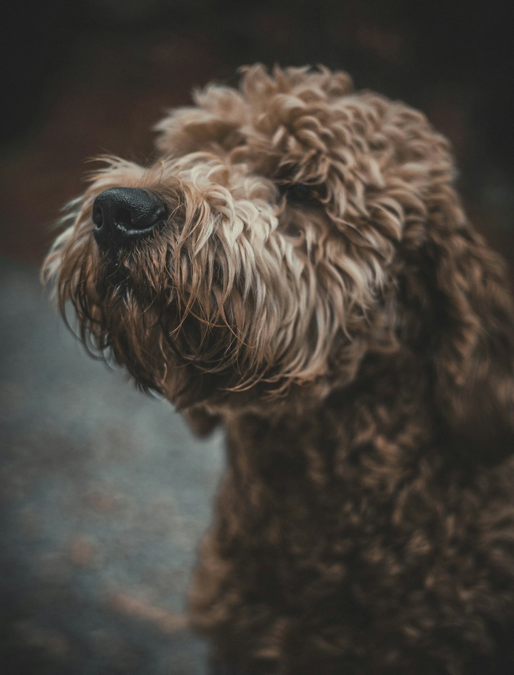 long-coated tan dog