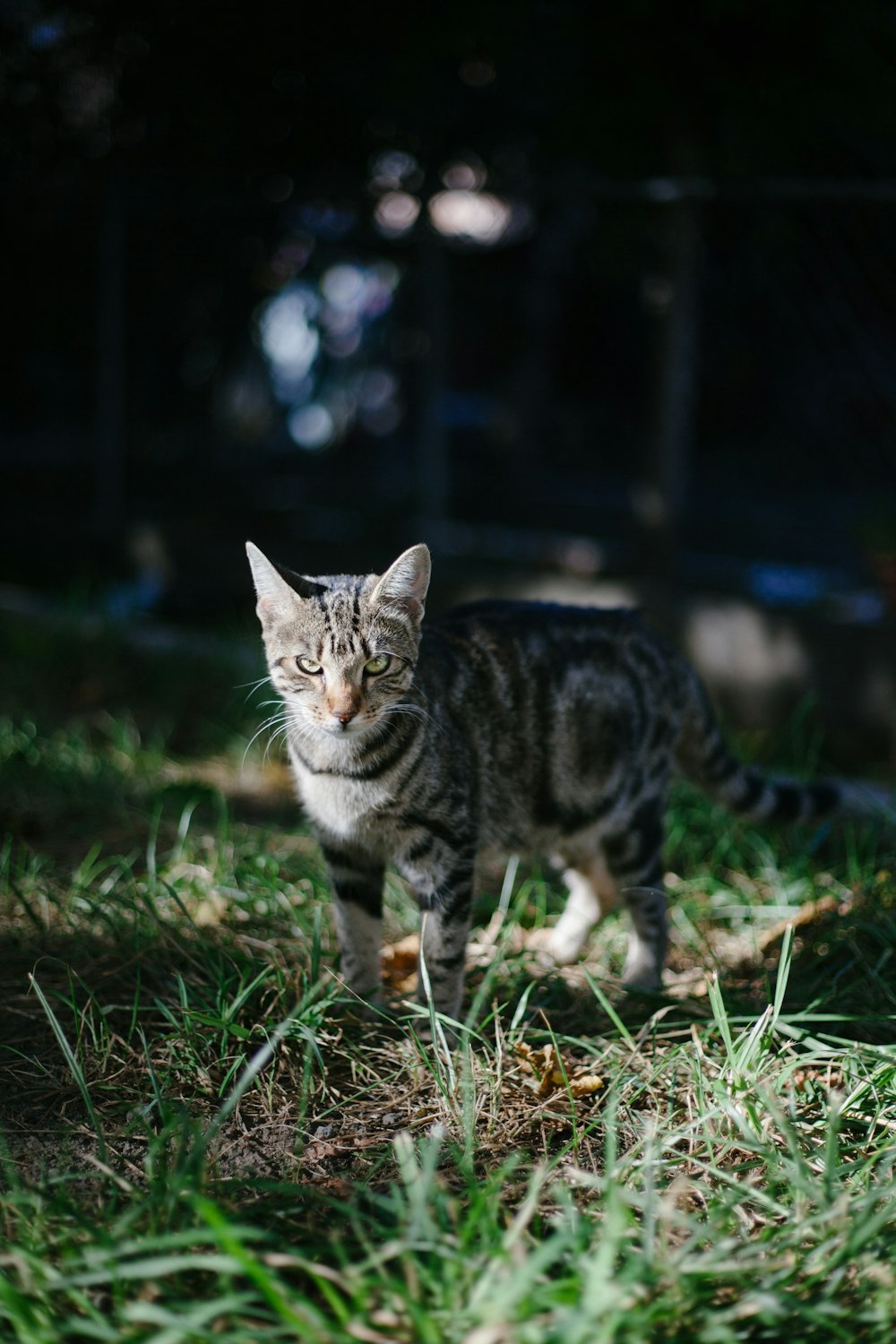 gato ojo de buey marrón