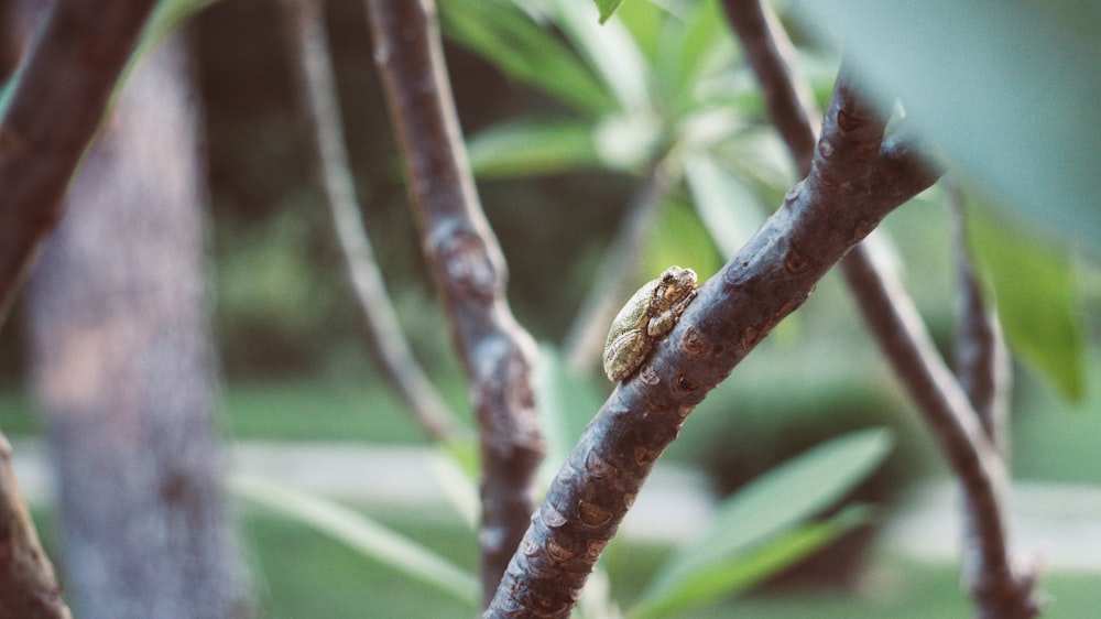 brown frog