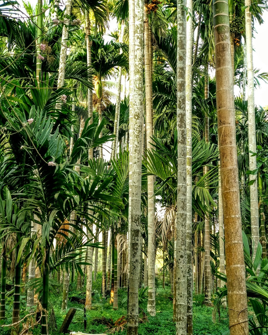 Tropical and subtropical coniferous forests photo spot Secret Spot India