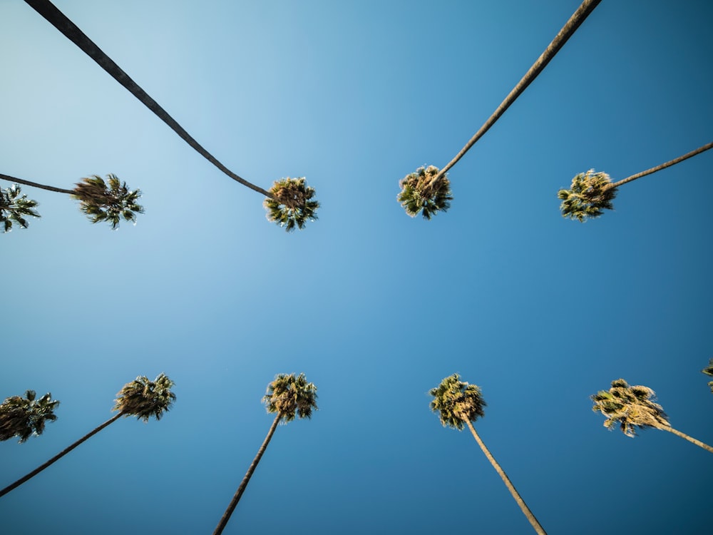 alberi e cielo