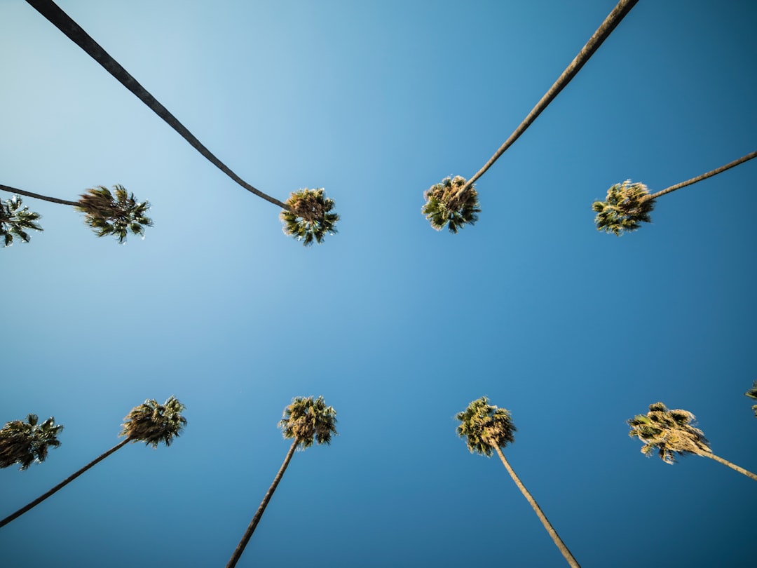 trees and sky, Los Angeles