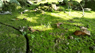 Technician applying anti-moss treatment on a shaded garden area.