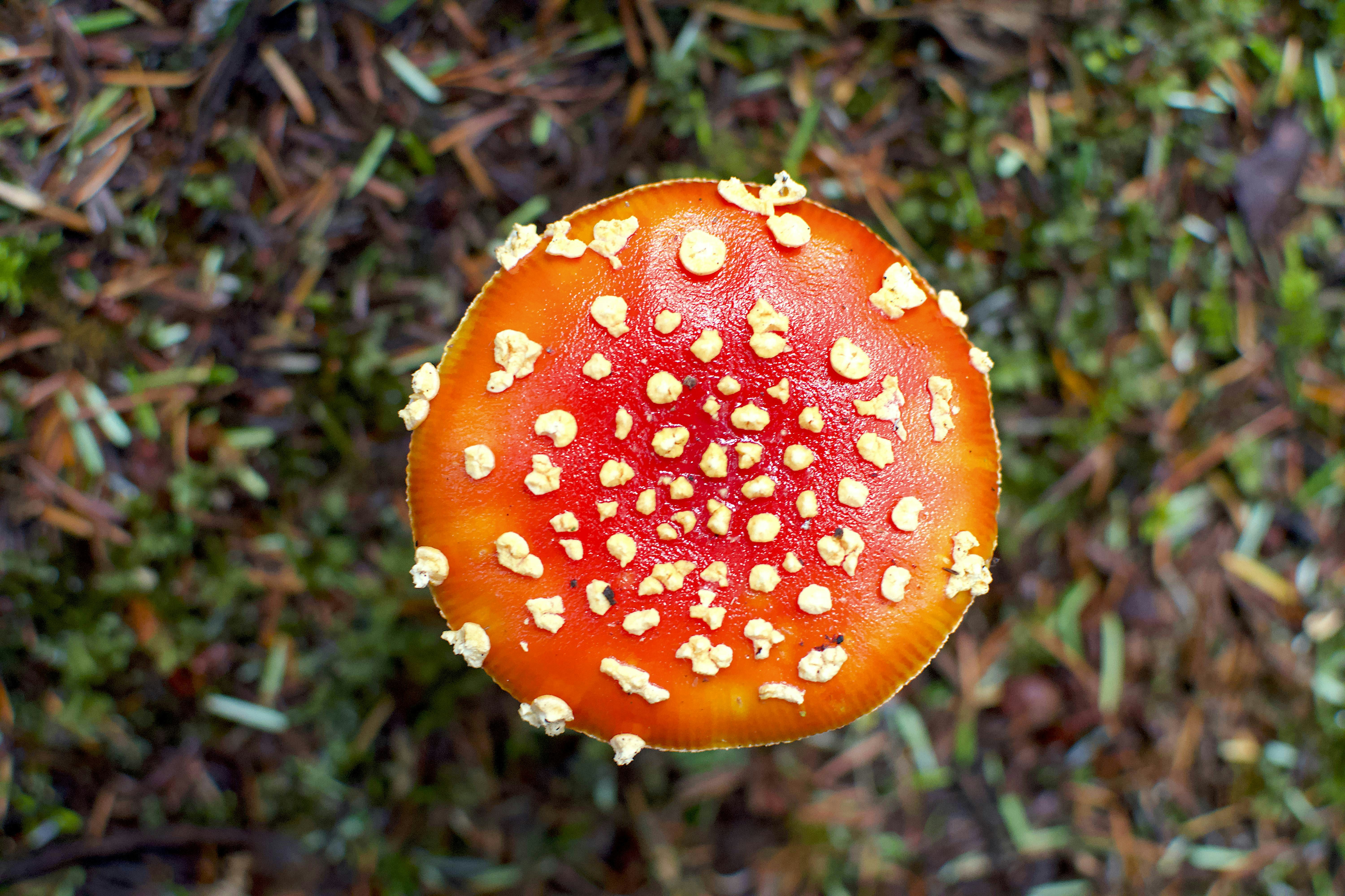 Mycologist Book