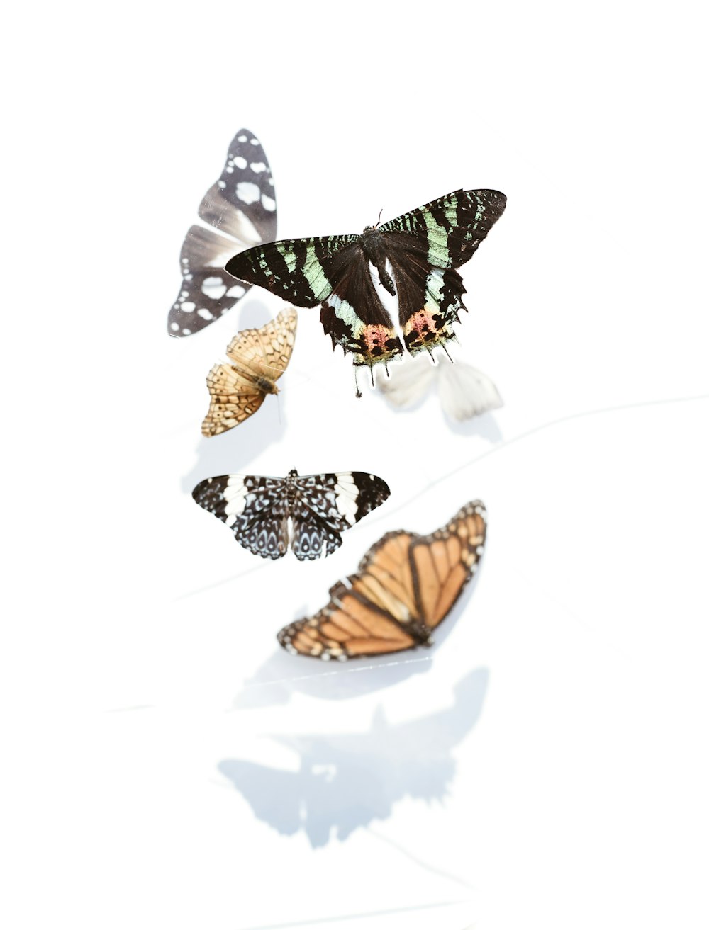 five assorted butterflies