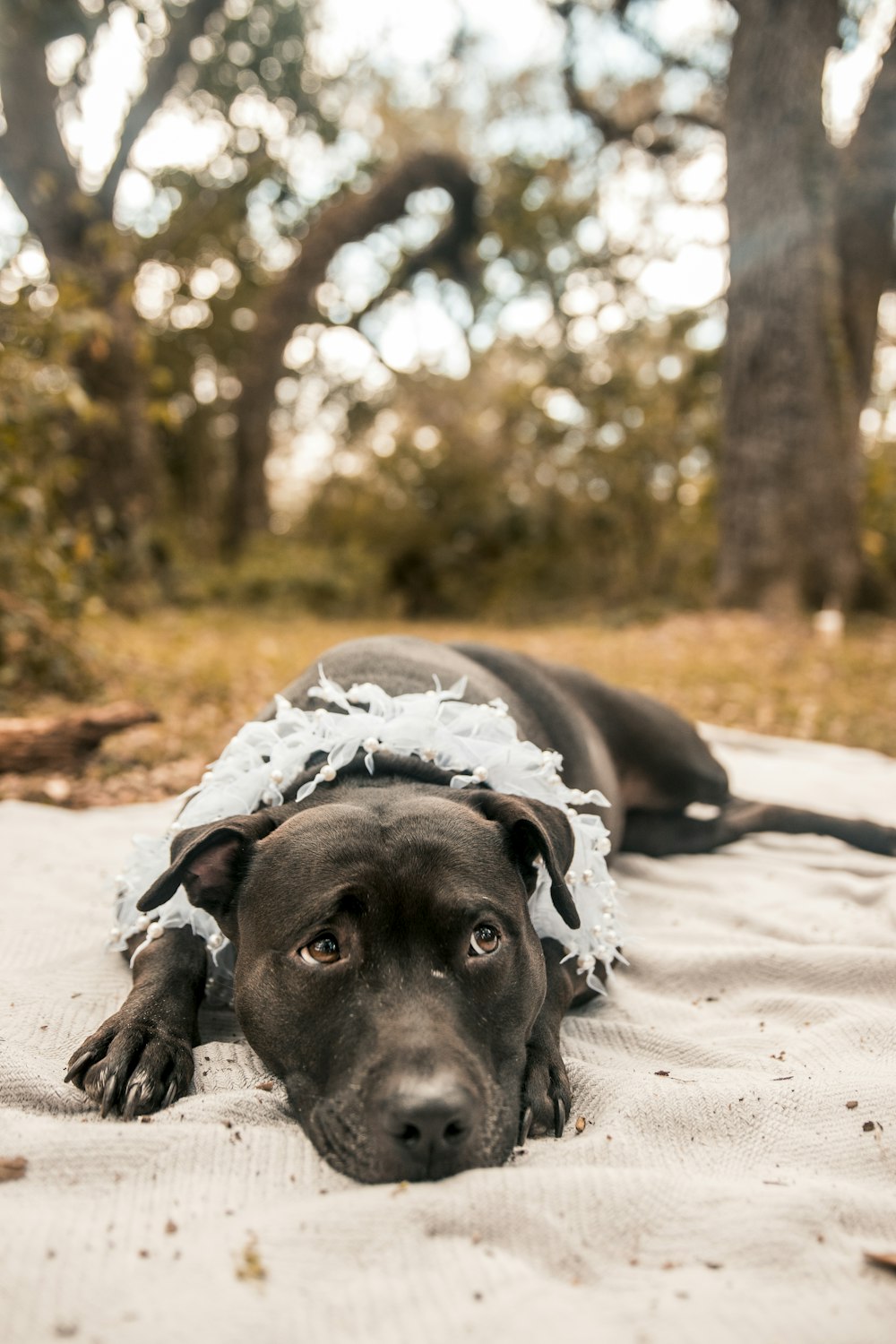 black American pit bull terrier puppy