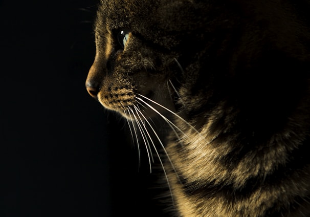 closeup photo of brown tabby cat