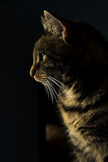 closeup photo of brown tabby cat