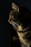 closeup photo of brown tabby cat