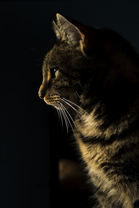 closeup photo of brown tabby cat