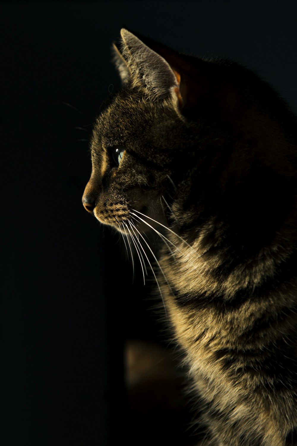 茶色のぶち猫のクローズアップ写真