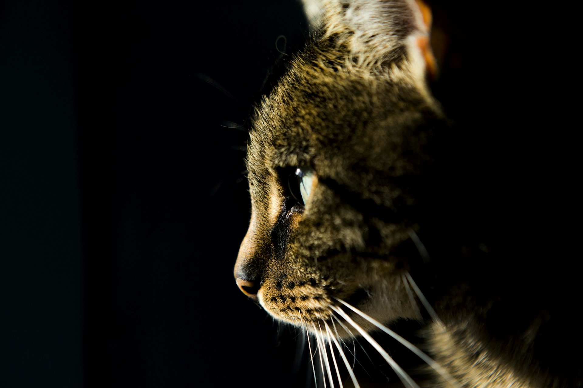 brown cat