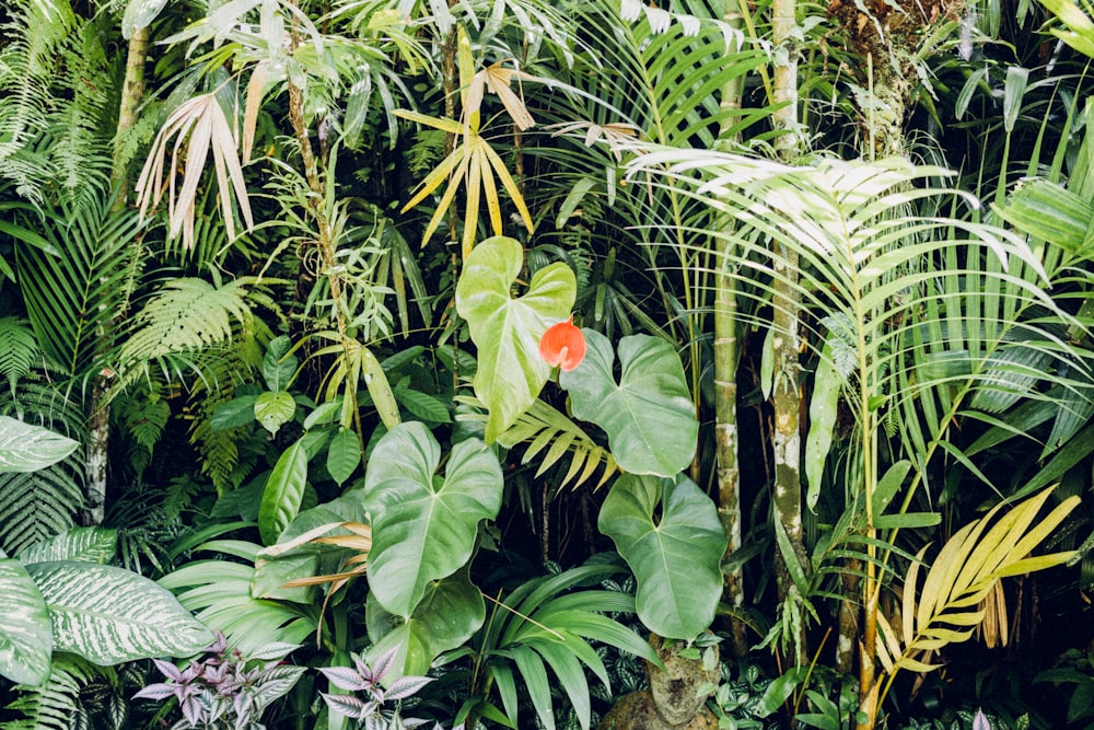 green taro plant