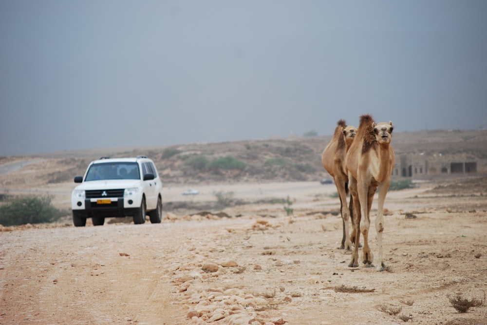 two camels on road with white Mitsubishi Pajero SUV on road during daytime