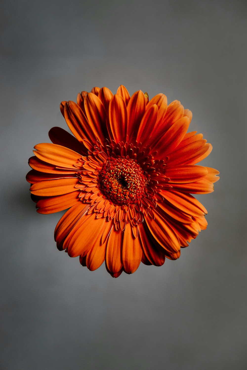 Flores de pétalas de cacho laranja