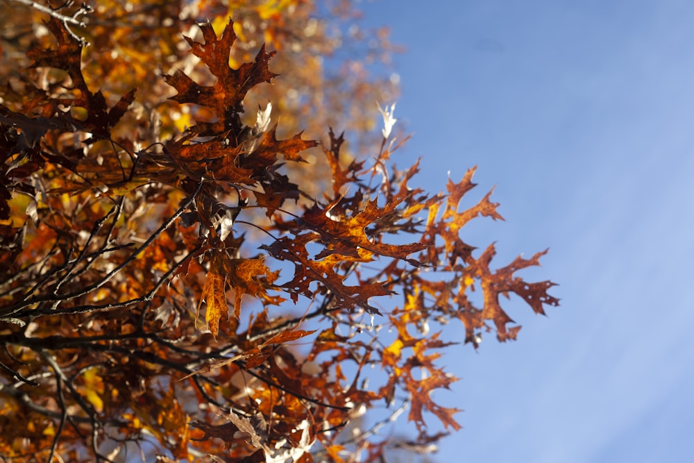 brown leaves on tree