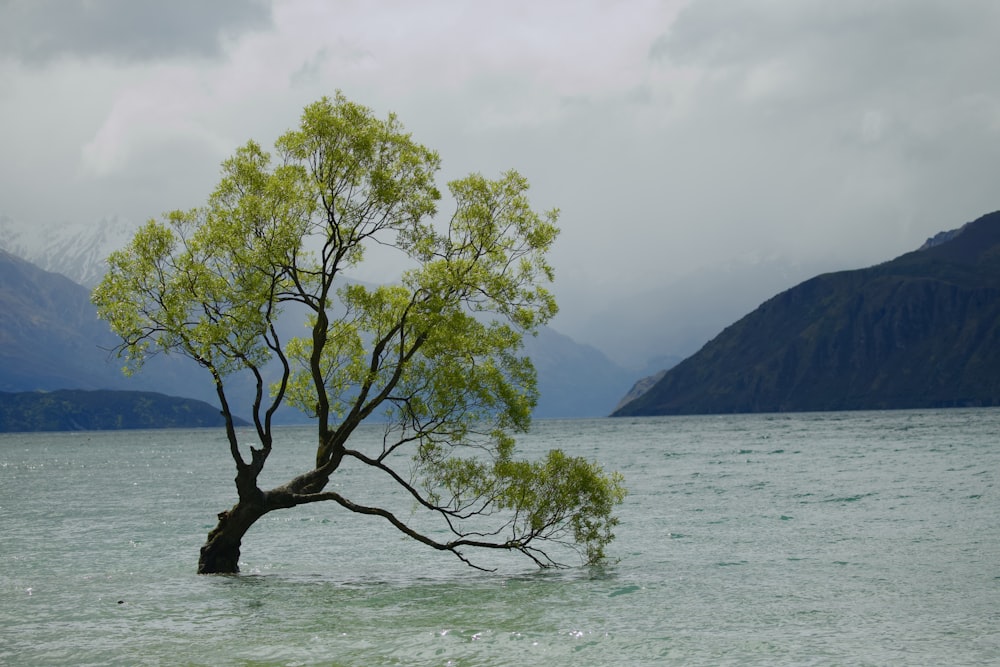 tree on shallow water during daytime