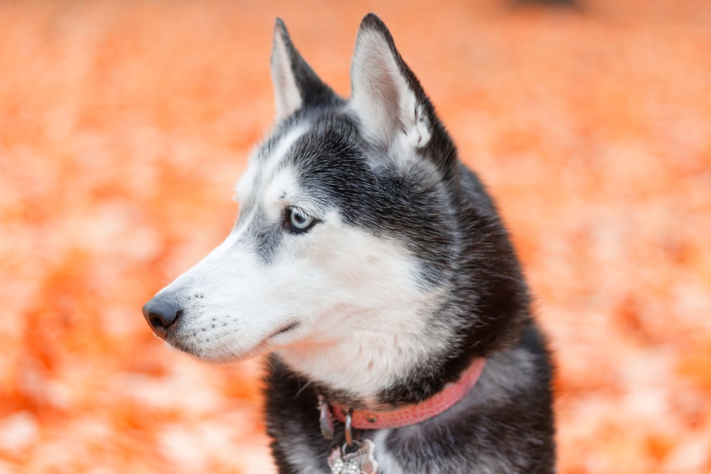 adult black and white Husky