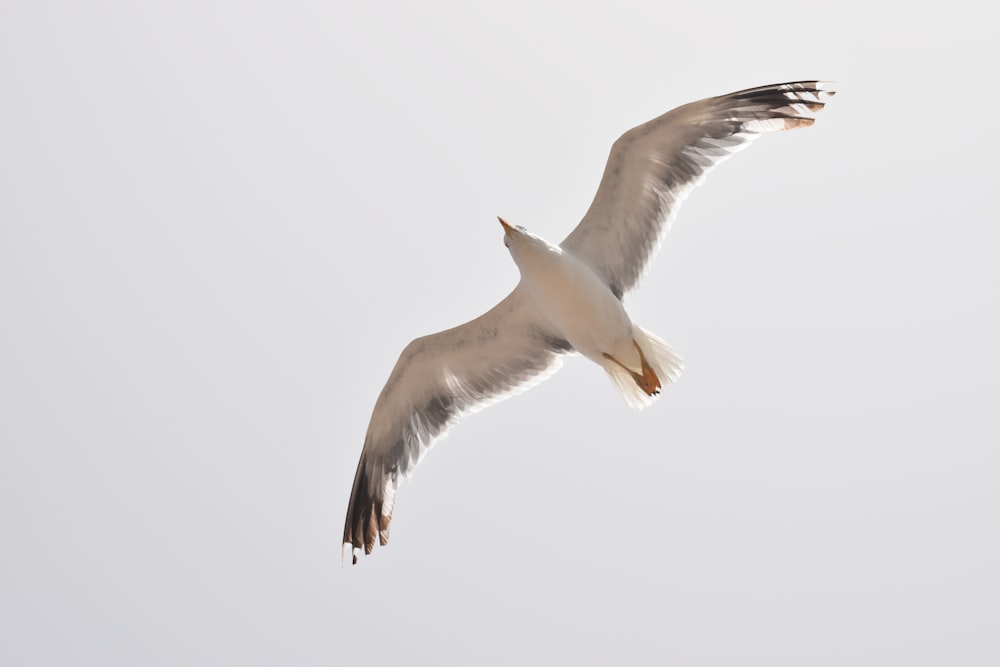 a seagull flying in the sky on a clear day