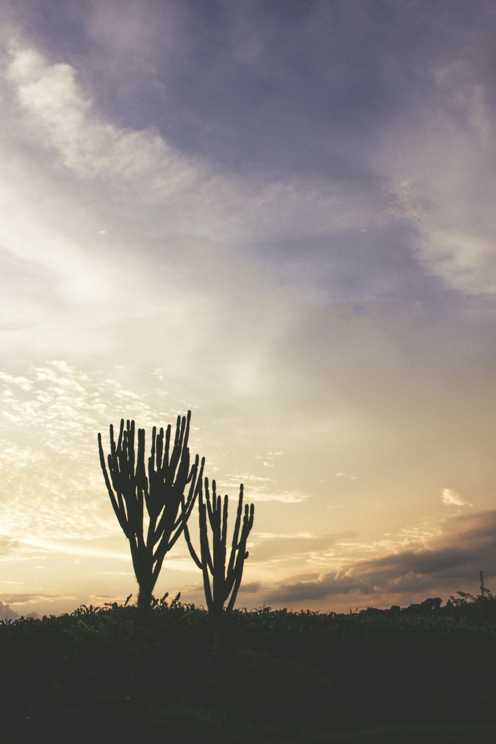 green cactus plant during daytime