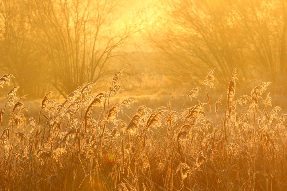 tall grasses during golden hour