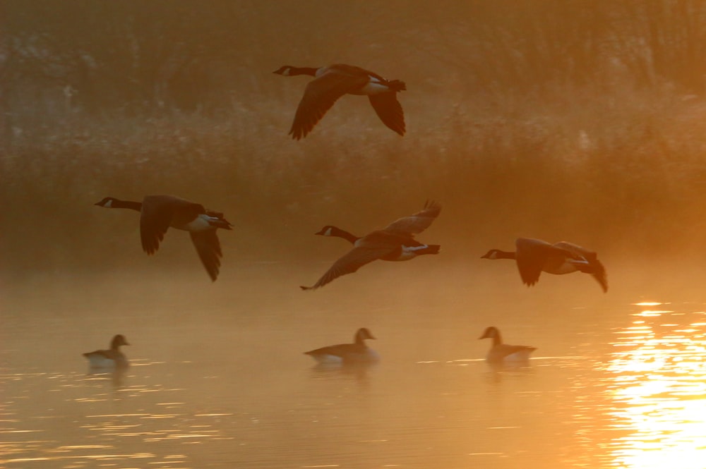 Vuelo de aves sobre el cuerpo de agua