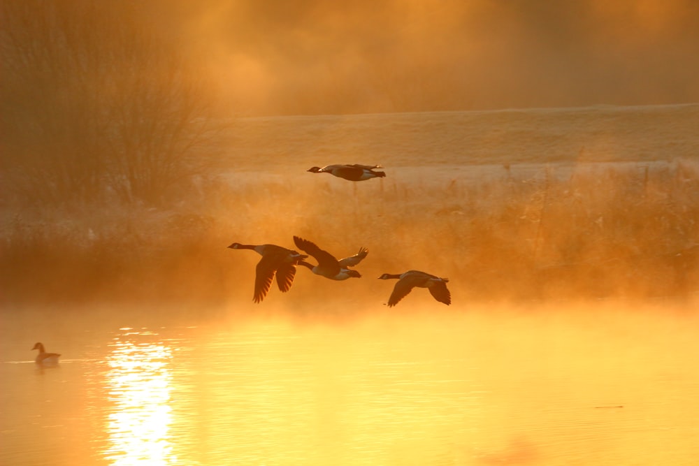birds in flight over body of water