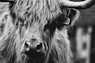 grayscale photography of bison