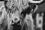 grayscale photography of bison