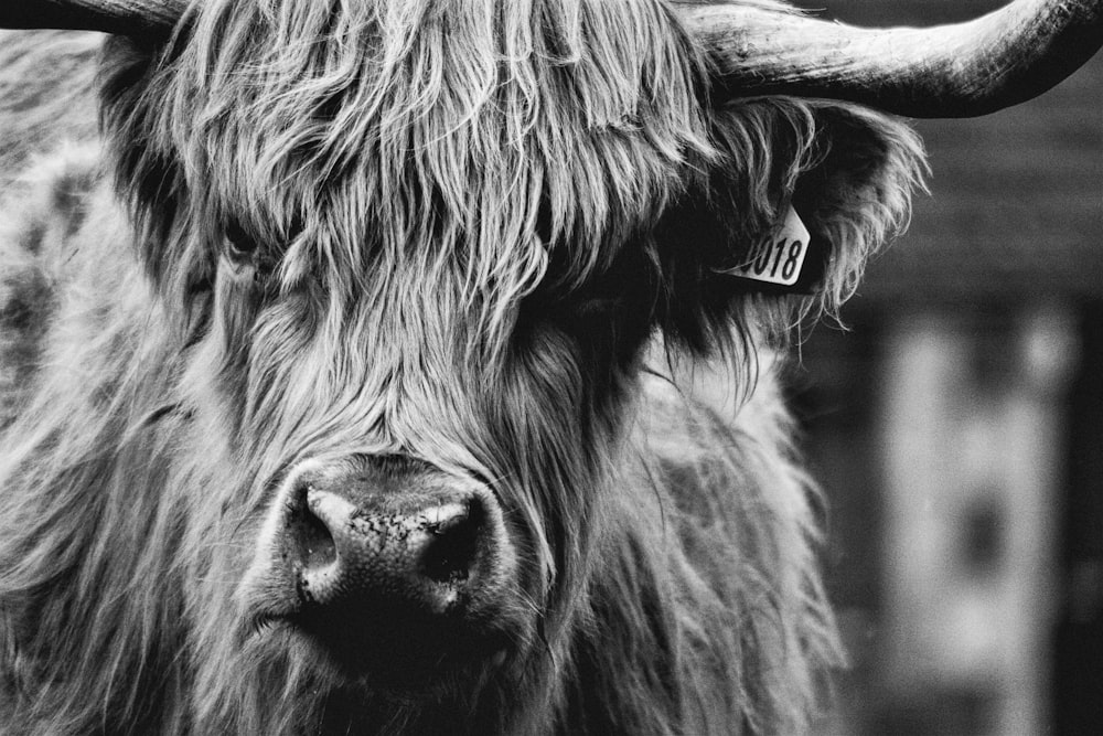 fotografia in scala di grigi di bisonti