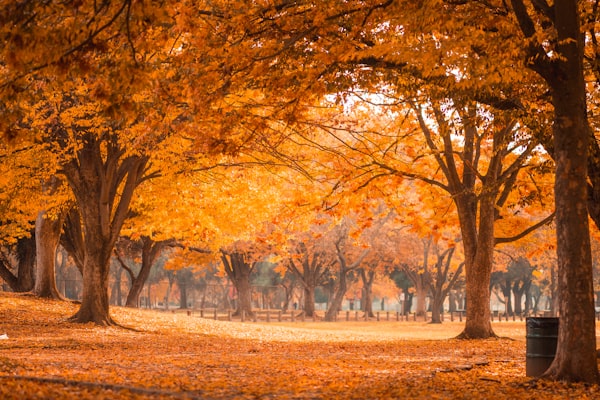 Many trees with orange leaves. (One of the more fun images from Unsplash when searching for November)