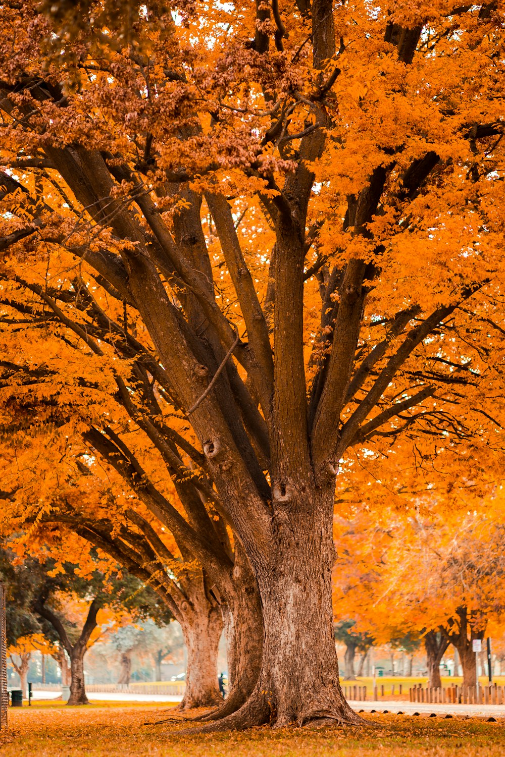 orange-leafed trees