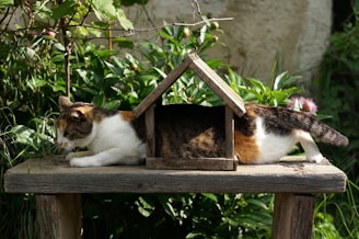 white, brown, and black cat on brown wooden table