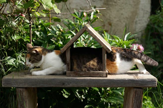 white, brown, and black cat on brown wooden table
