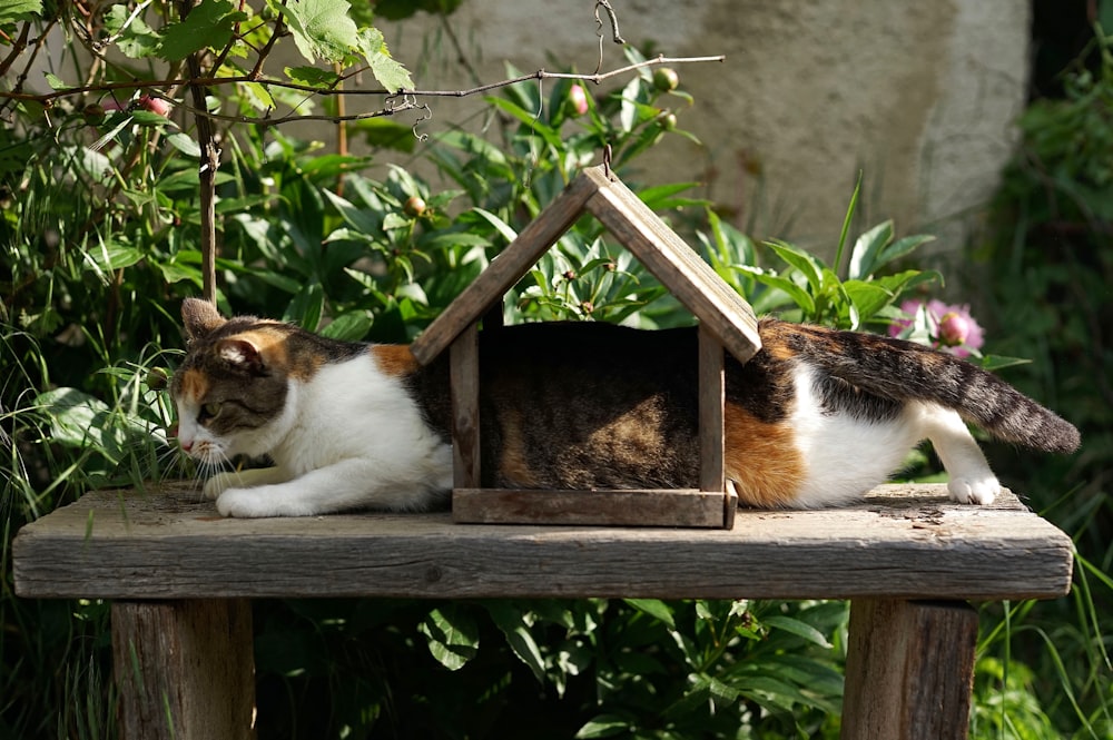 white, brown, and black cat on brown wooden table