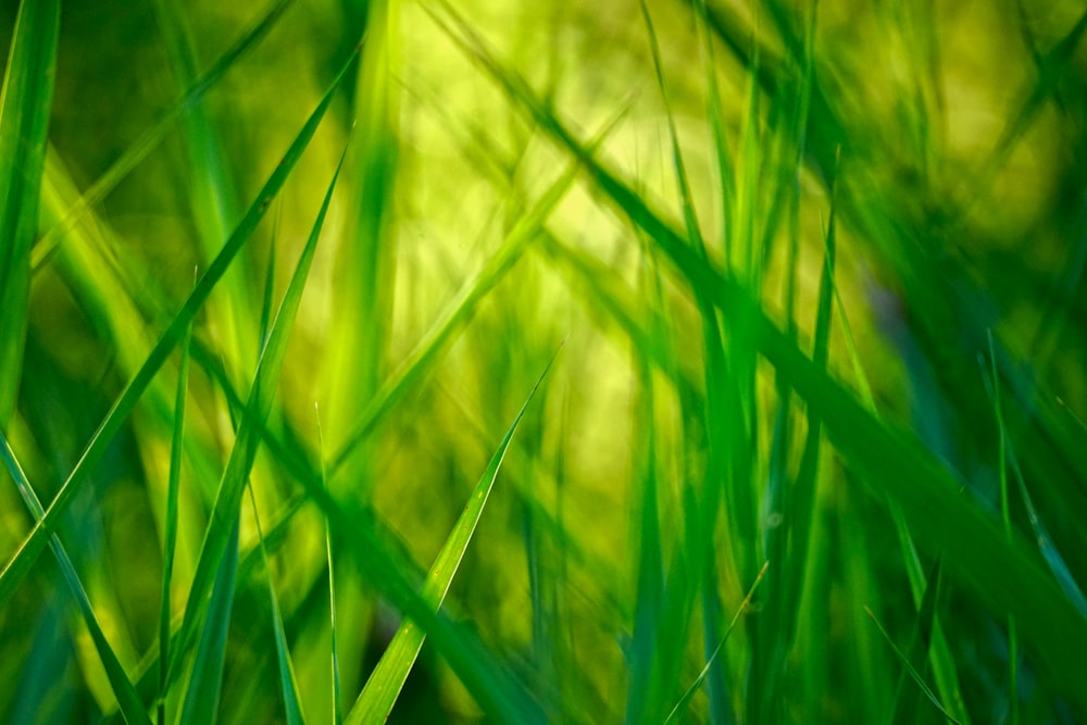 green grass wallpaper