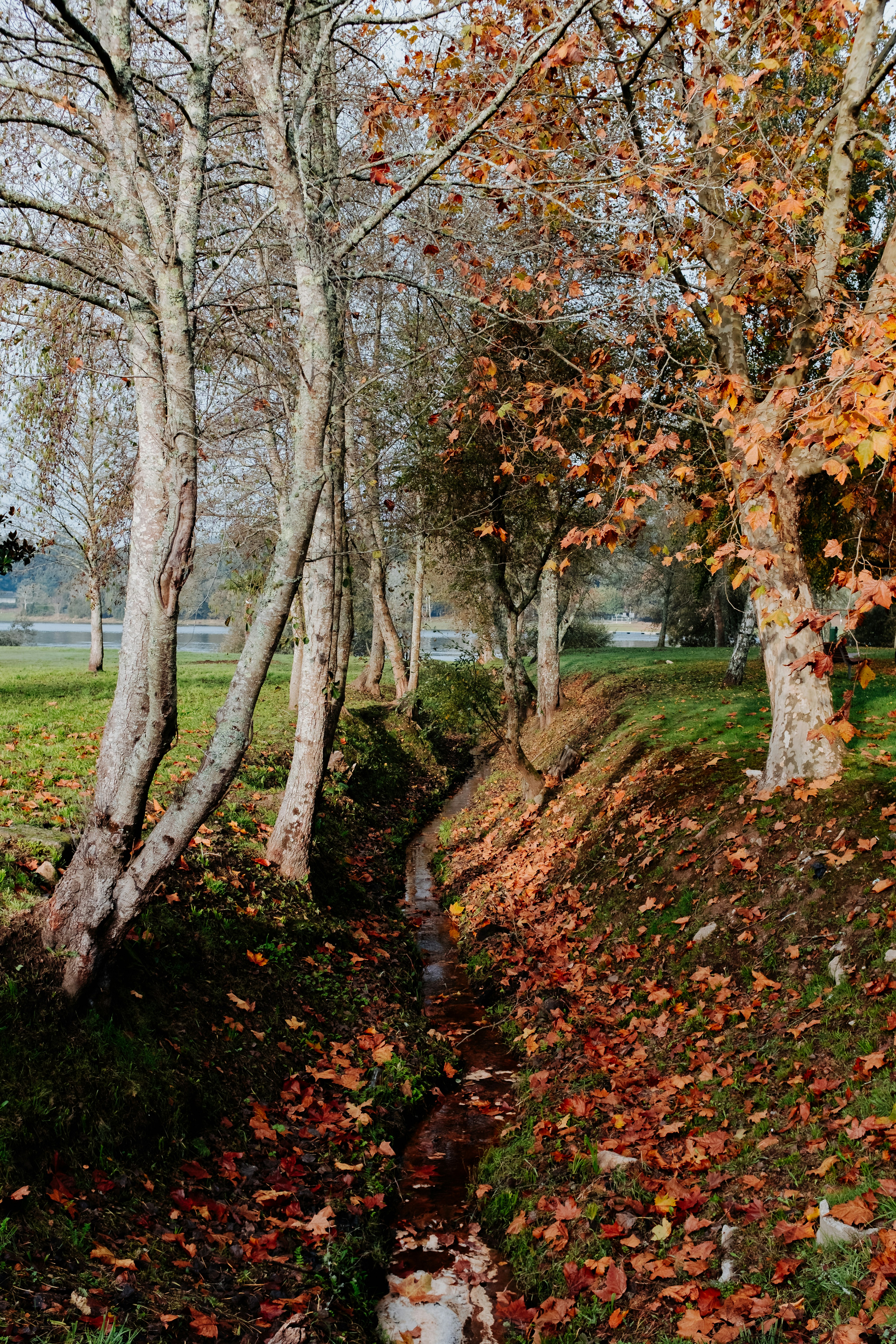 dried leaves on field