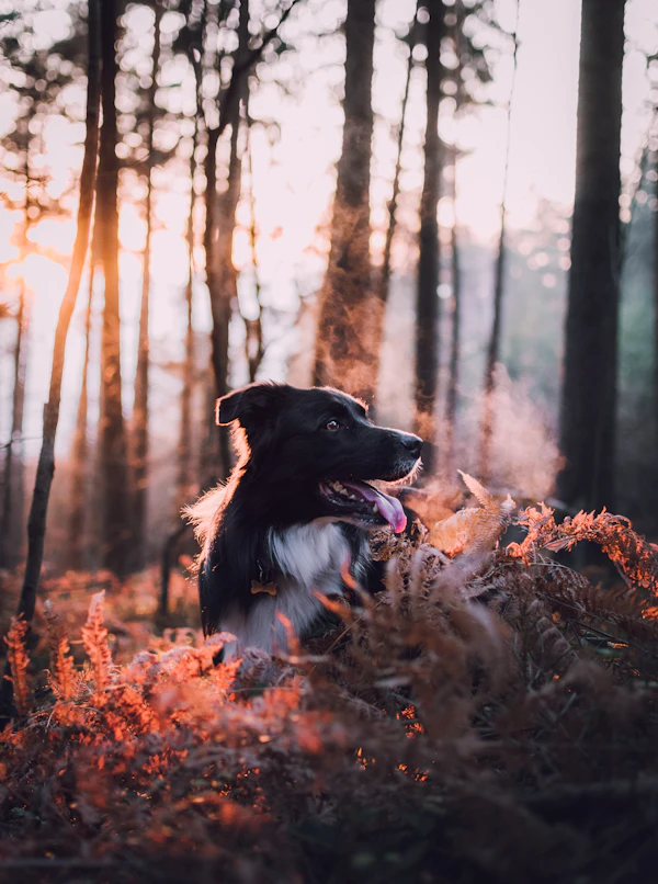 Border Collie Training: The Breed That Will Outsmart You