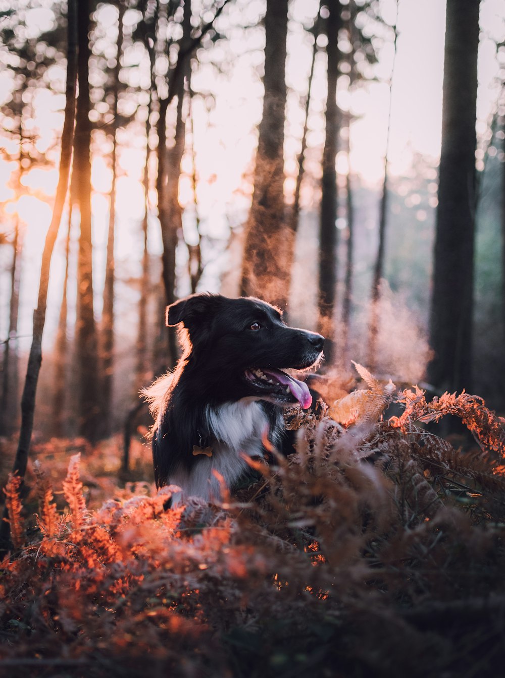 Border collie bianco e nero adulto all'aperto durante il giorno